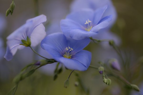 - Farbe des Glücks -