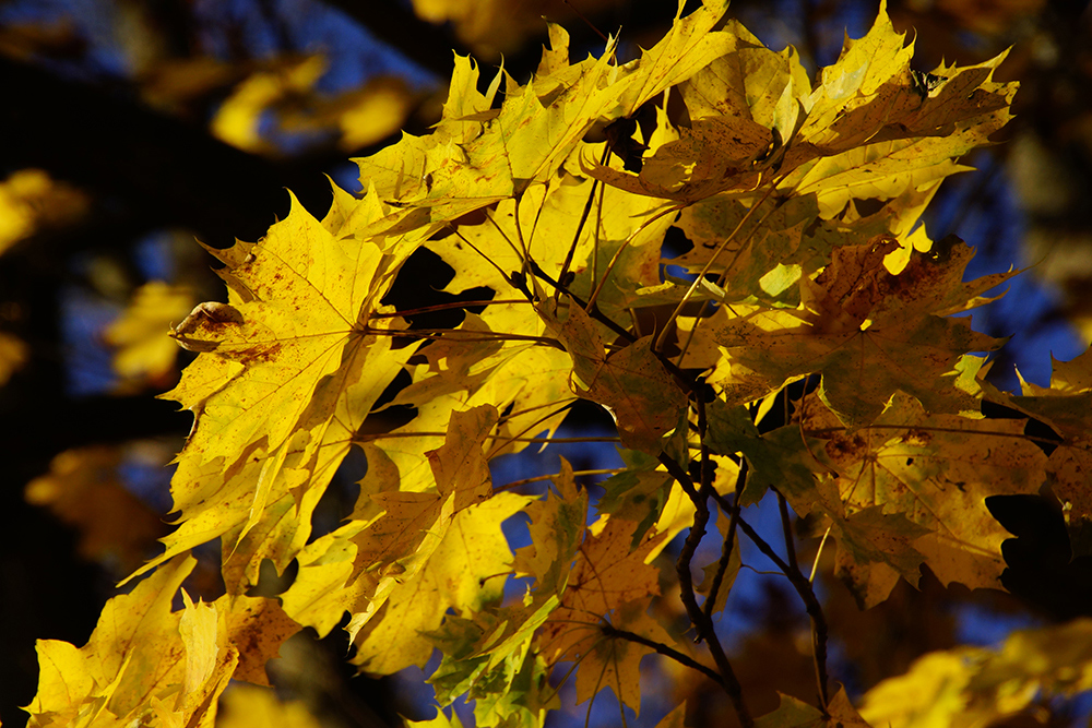 Farbe des Herbst 1