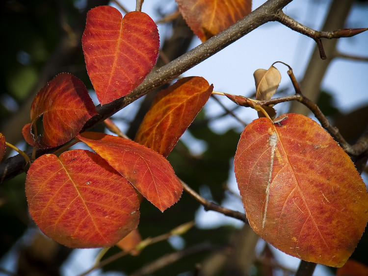 Farbe des Herbst