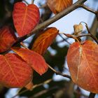 Farbe des Herbst