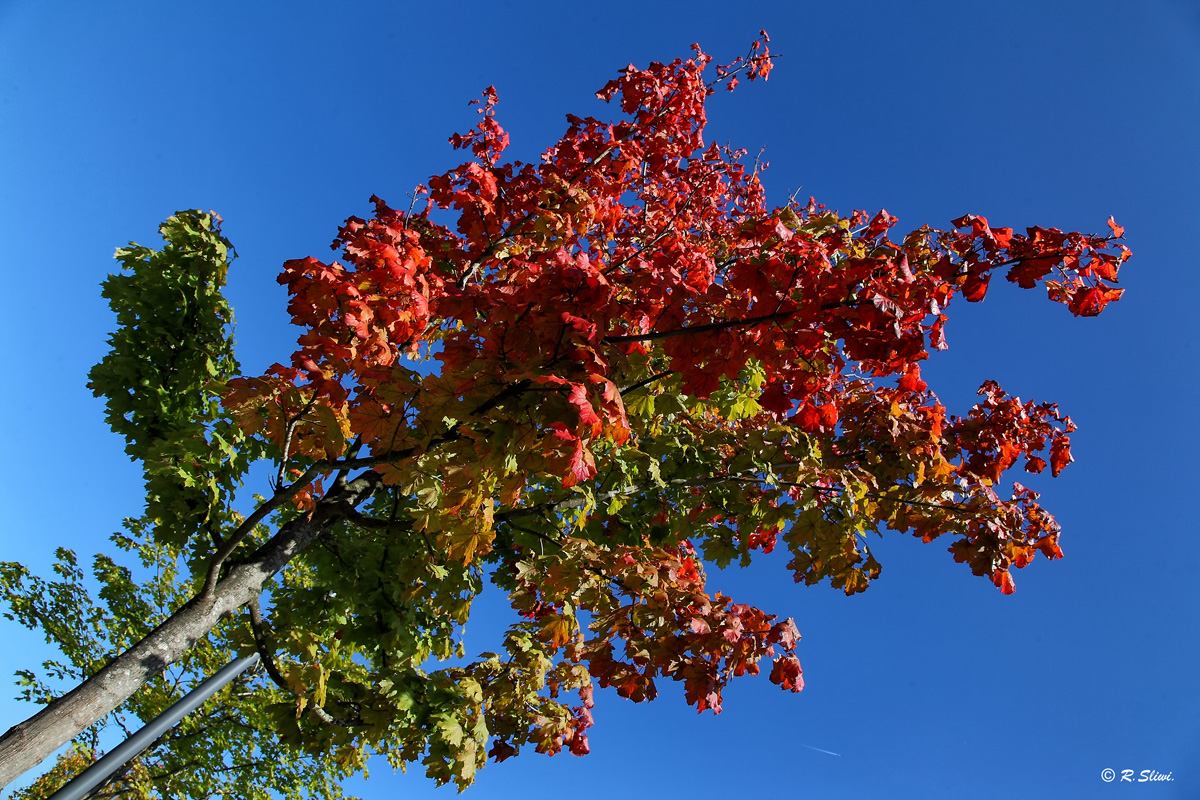 Farbe des Herbst