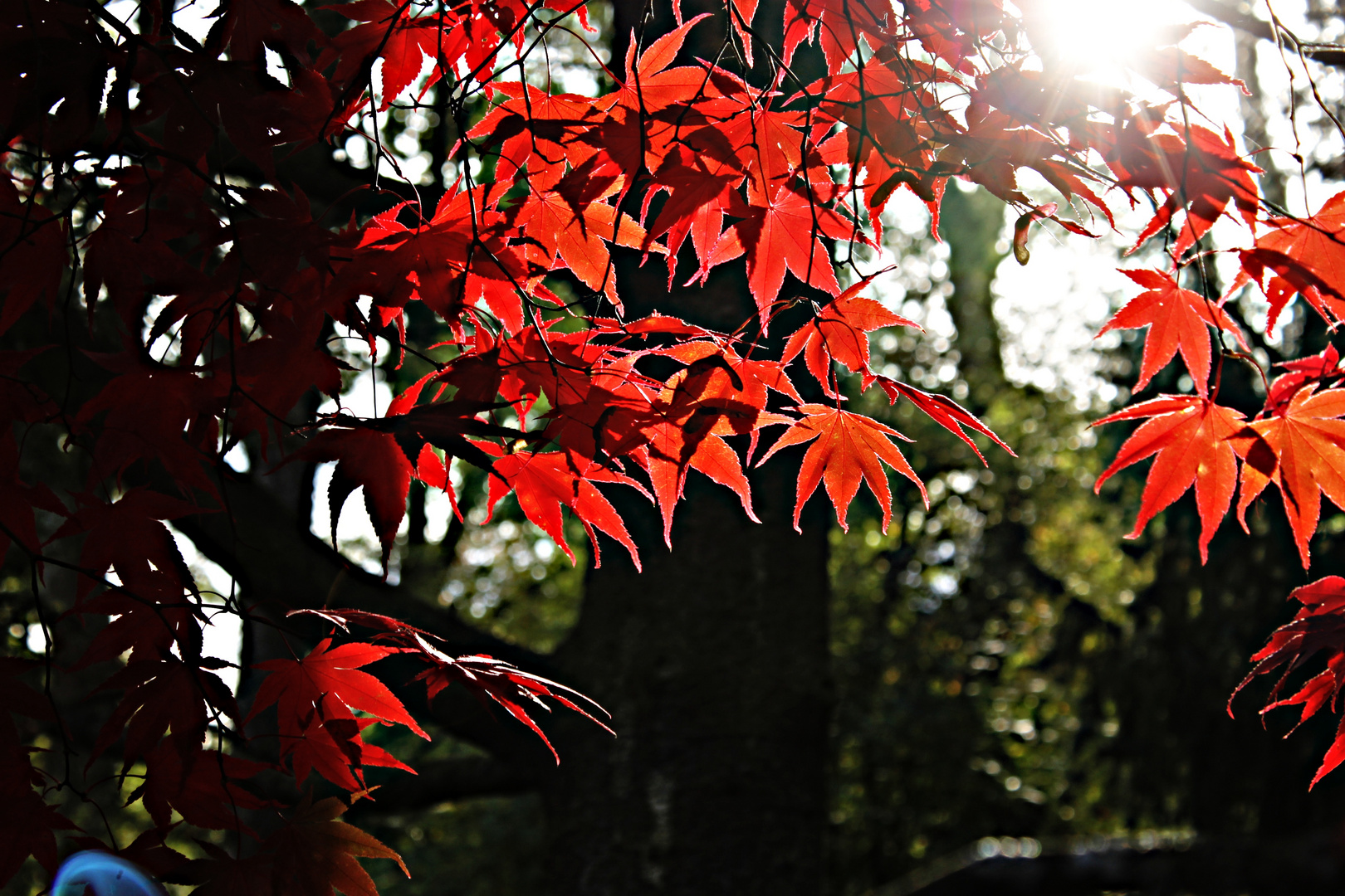 Farbe des Herbst