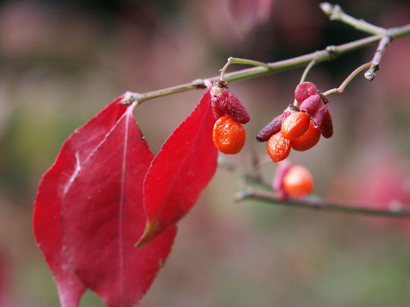 Farbe des Herbstes