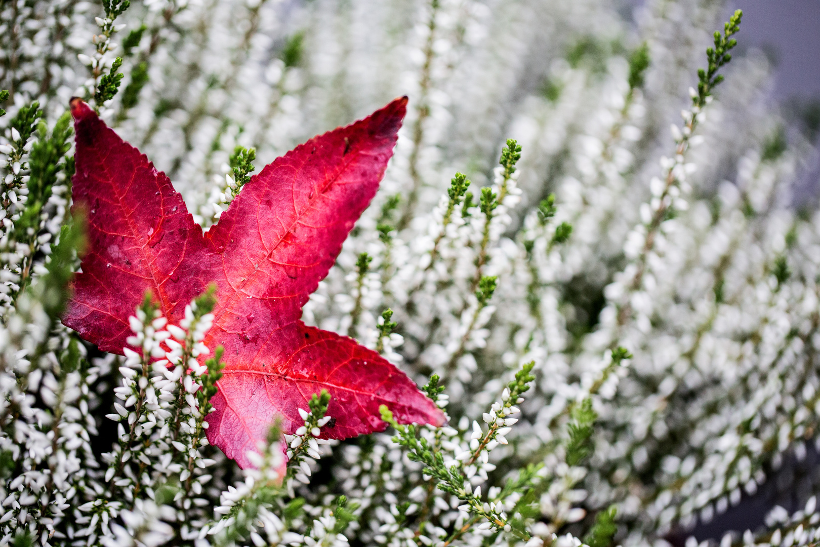 Farbe des Herbstes