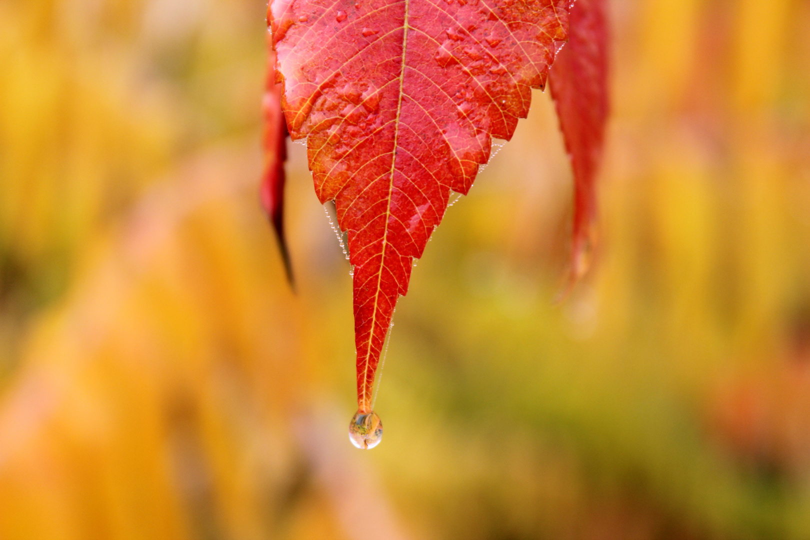 Farbe des Herbstes