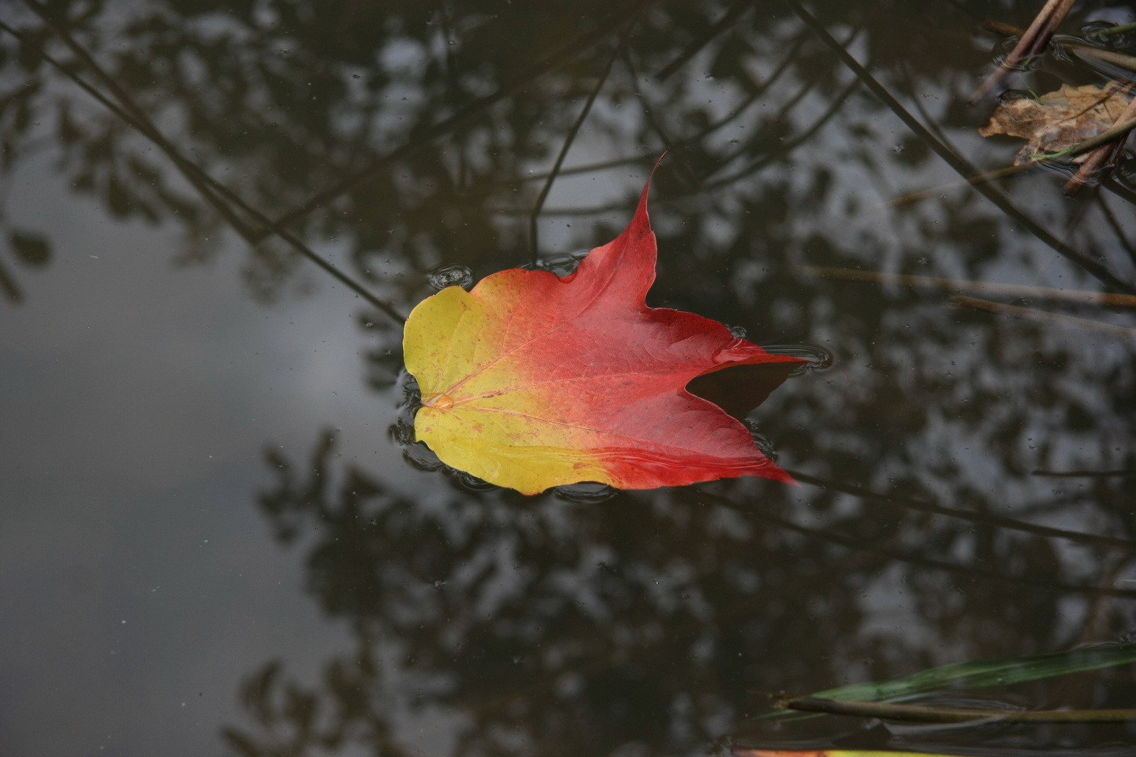 Farbe des Herbstes