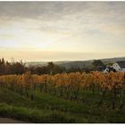 Farbe des Herbstes im Rheingau (I)