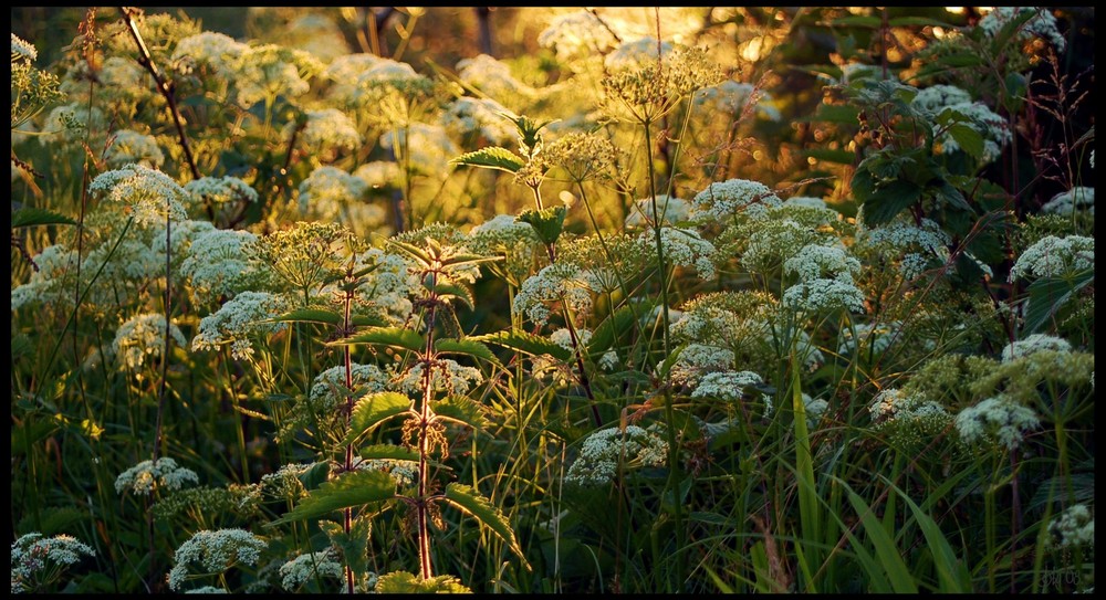 Farbe des Sommers