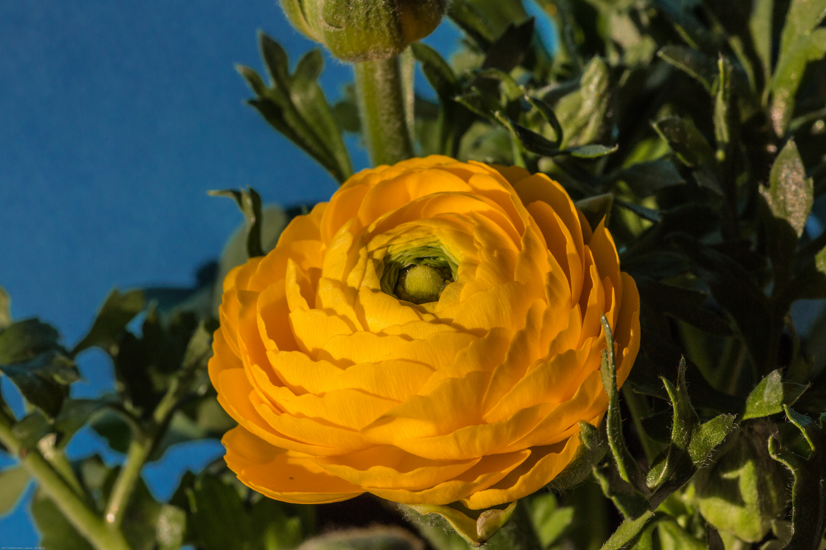 Farbe für den Garten - Ranunkel in gelb