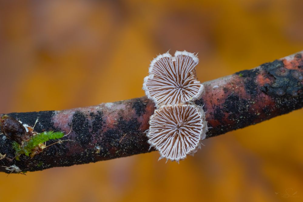 Farbe für die Seele