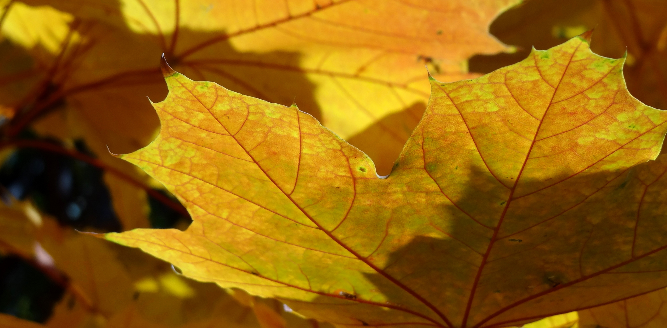 FARBE! Gegen das Dauergrau des heutigen Tages.