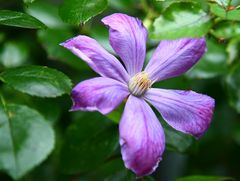 Farbe gegen Regengrau I