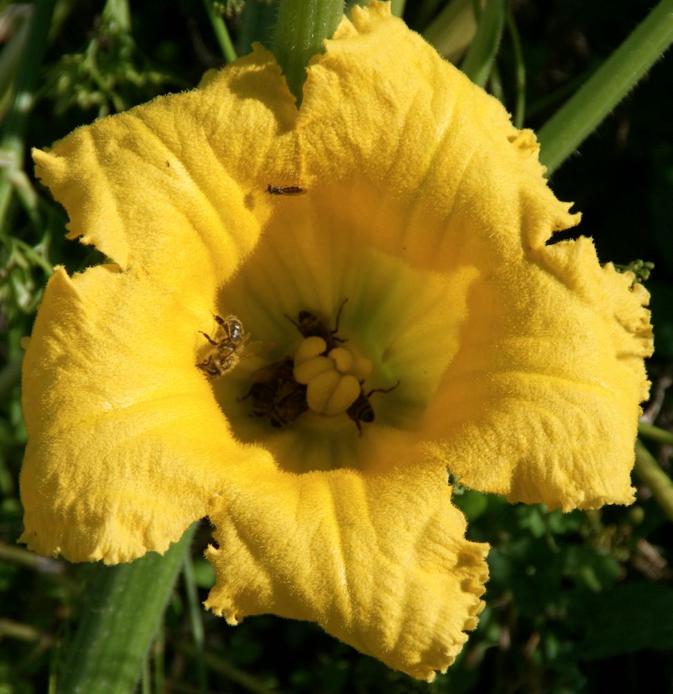 Farbe Gelb - Kürbisblüte