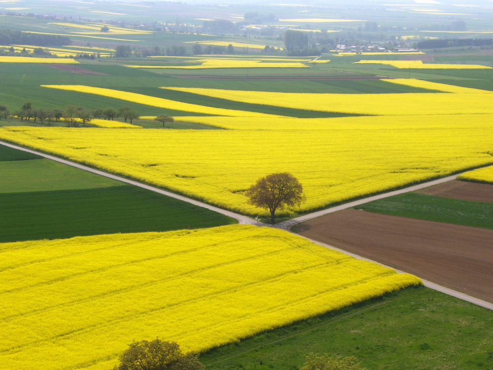 Farbe Gelb - Rapsfelder in der Wetterau