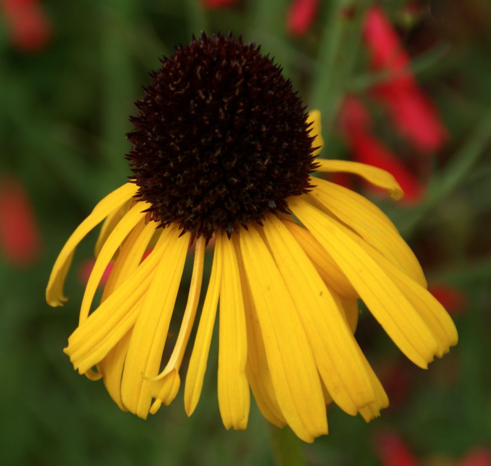 Farbe Gelb: Rudbeckia