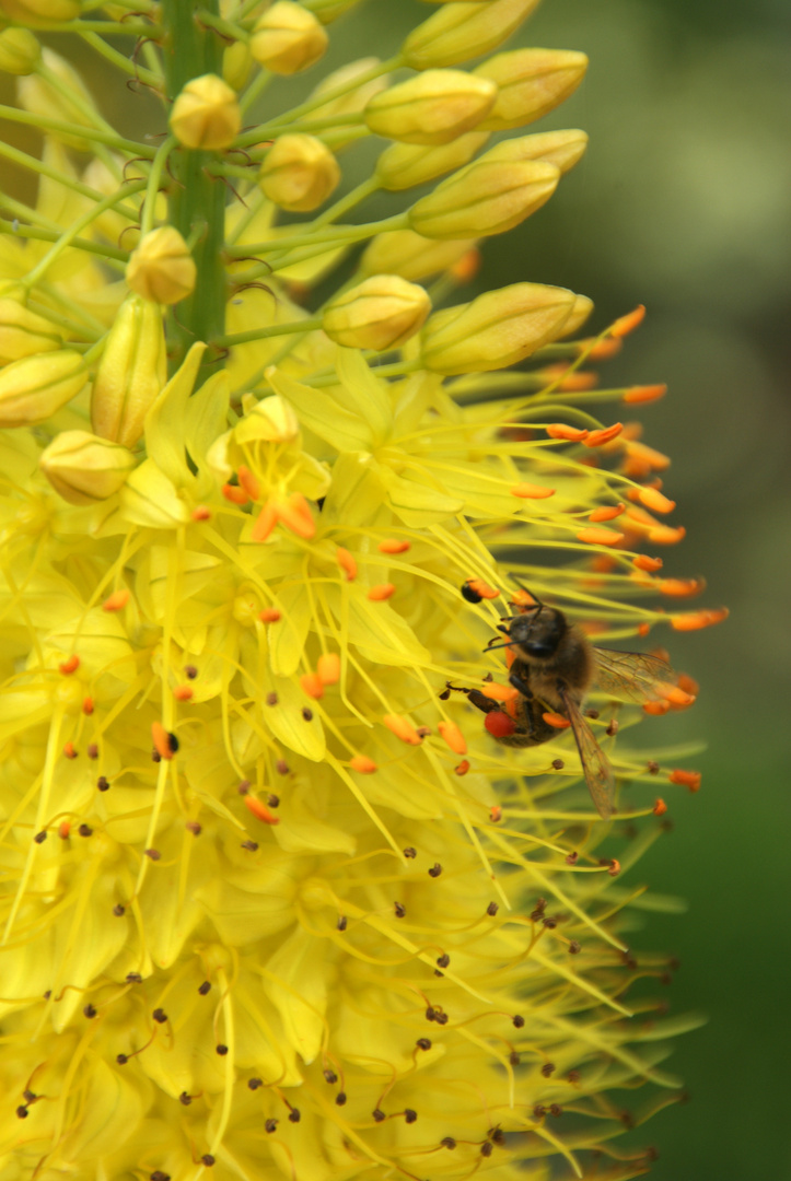 Farbe Gelb: Steppenkerze