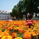 Farbe Gelb: Studentenblumen und ähnliche "Kommilitonen"