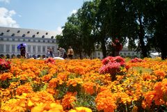 Farbe Gelb: Studentenblumen und ähnliche "Kommilitonen"