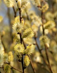 Farbe Gelb: Weidenkätzchen