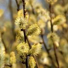 Farbe Gelb: Weidenkätzchen