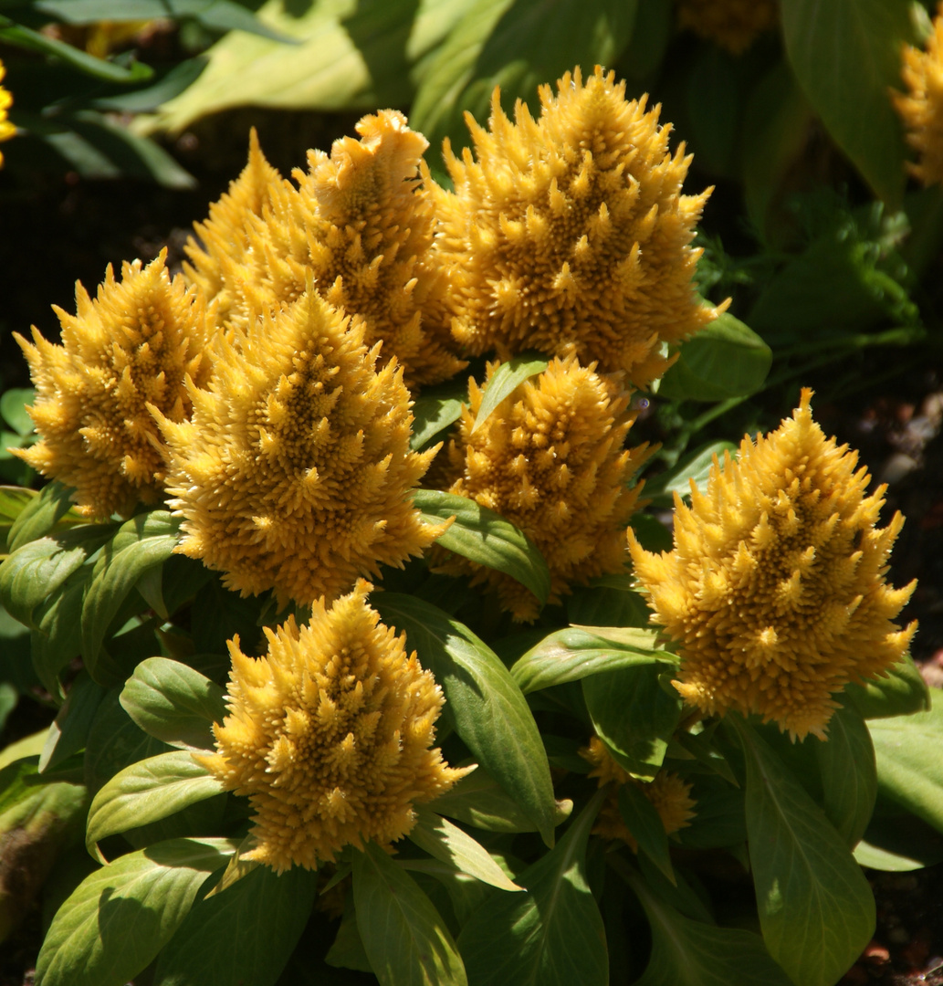 Farbe Gelb: Zierform des Romanesco