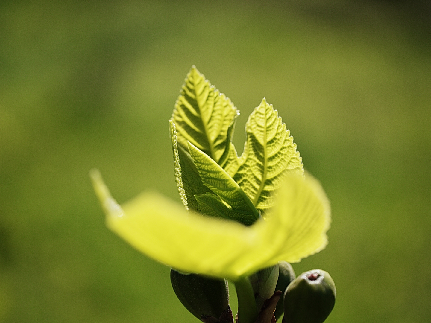 Farbe Grün