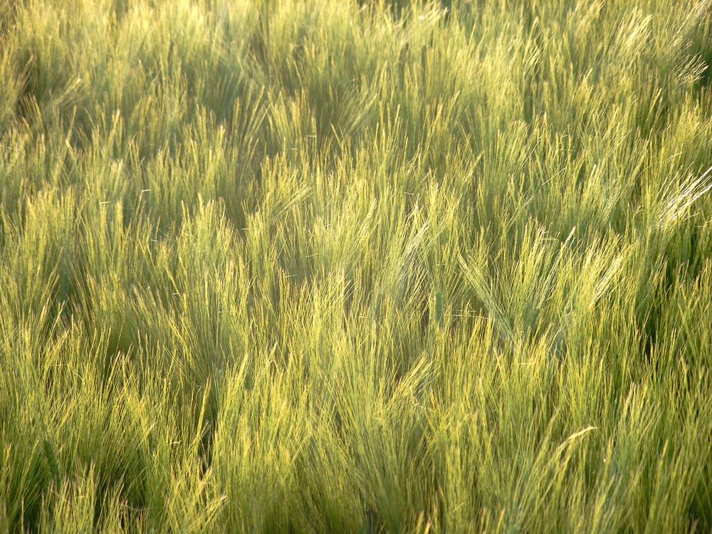 Farbe Grün - Junge Gerste im Gegenlicht