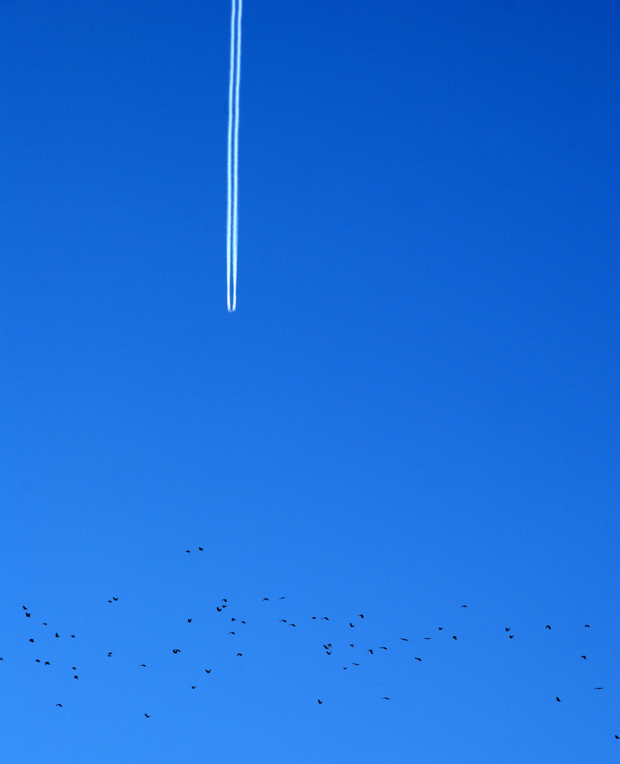 Farbe Himmelblau: Fliegen wie die Vögel