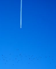 Farbe Himmelblau: Fliegen wie die Vögel