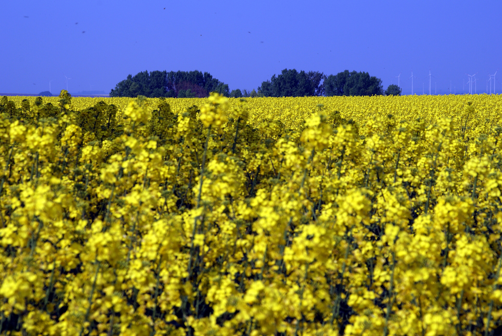 Farbe Himmelblau kontra Rapsgelb