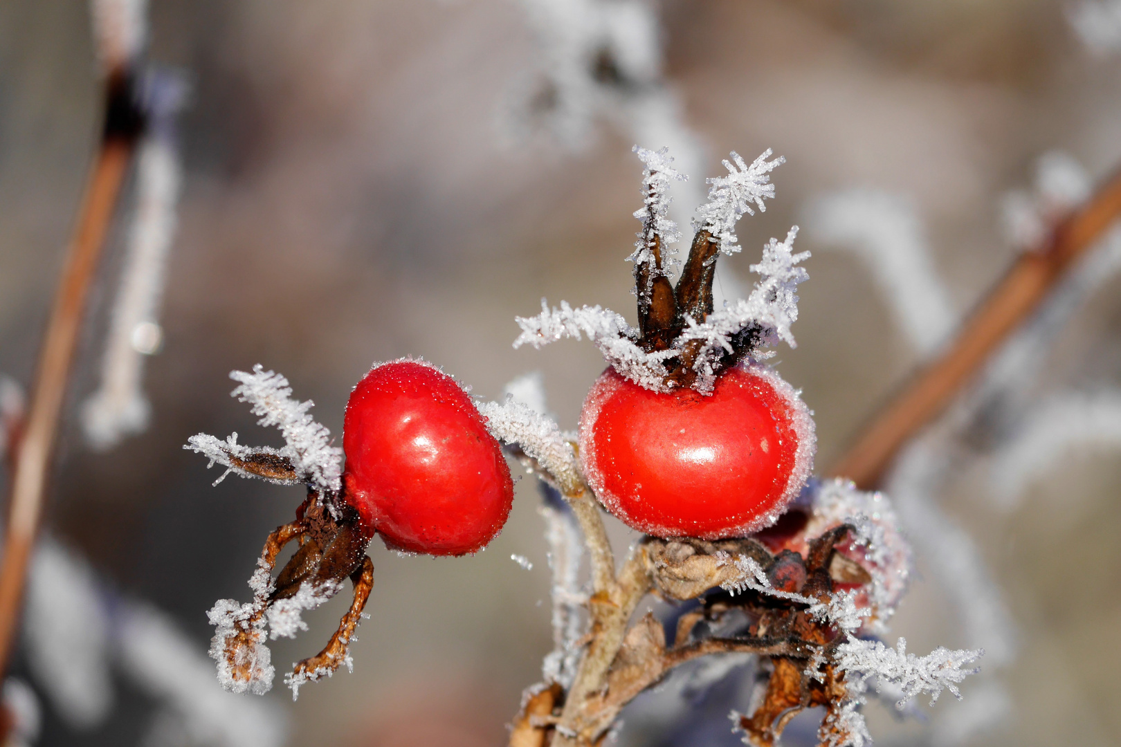 Farbe im Dezember