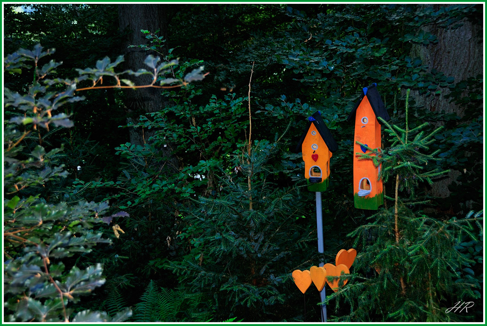 Farbe im dunklen Tannenwald!