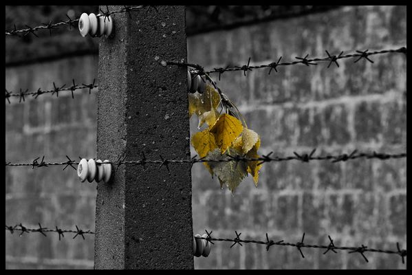 FARBE IM ELEND - GEWISSEN DER MENSCHHEIT