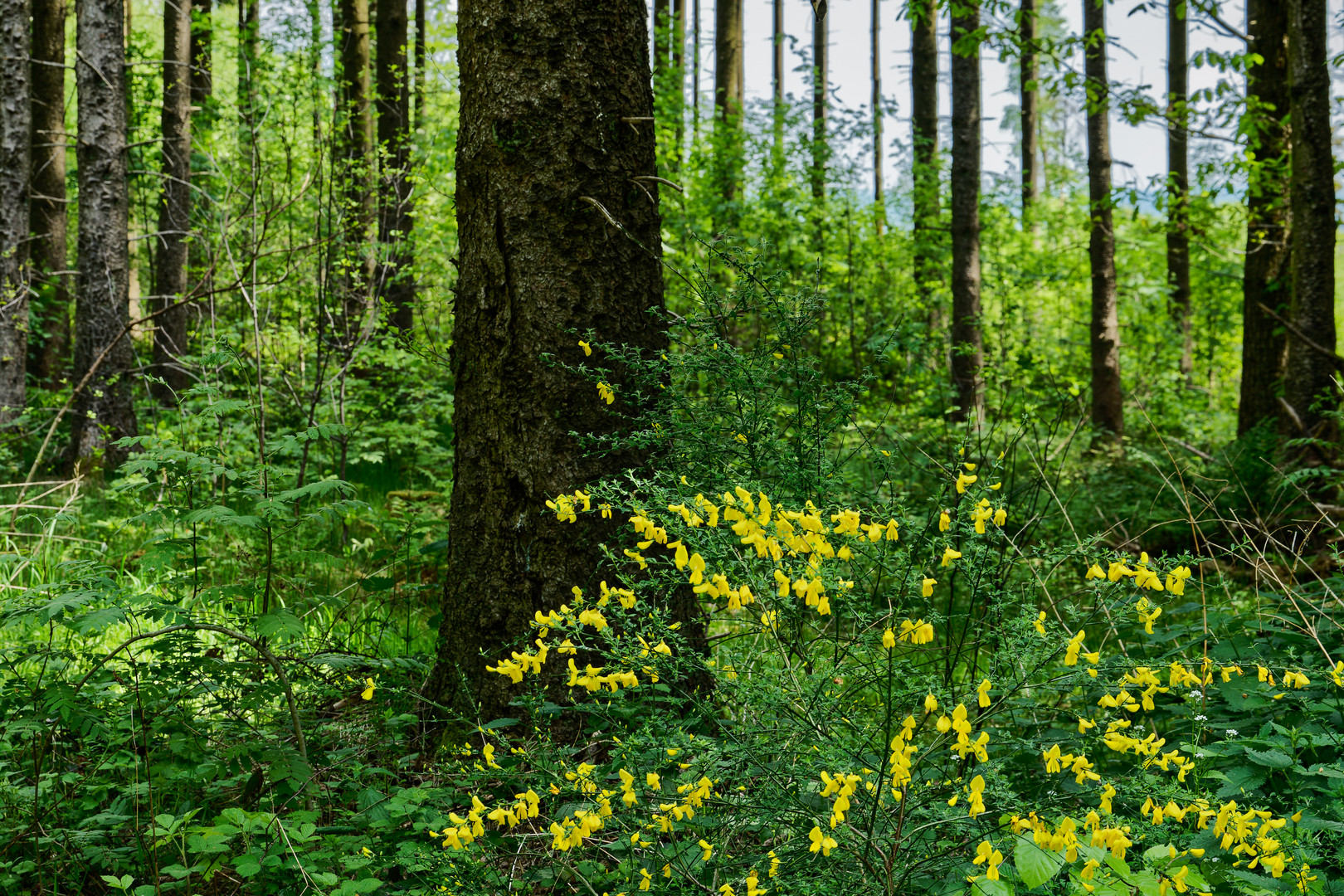 Farbe im Fichtenwald