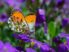 Farbe im Garten