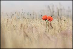 Farbe im Gerstenfeld