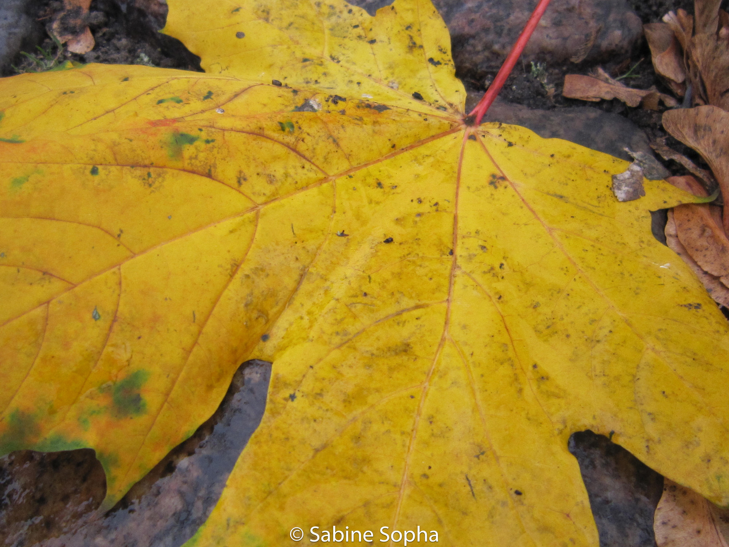 Farbe im grauen Herbst (2)