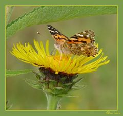 Farbe im Grünen