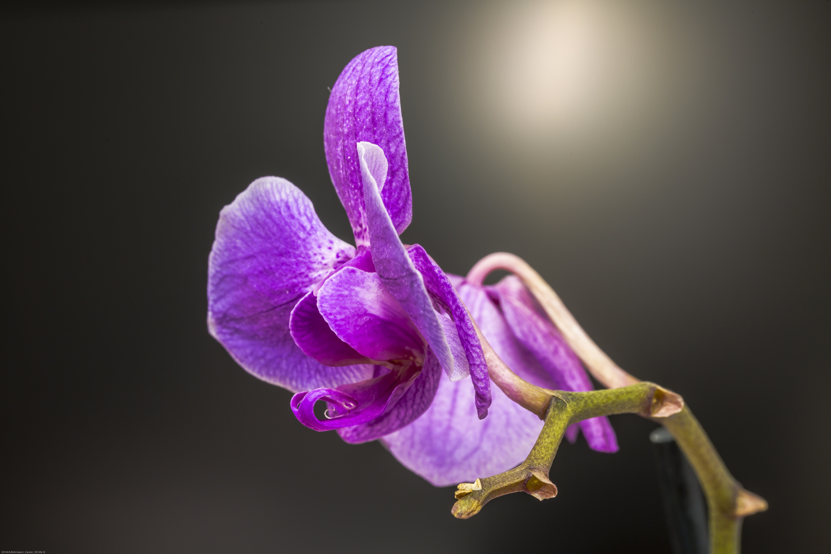 Farbe im Haus Foto & Bild | jahreszeiten, winter, blumen im garten