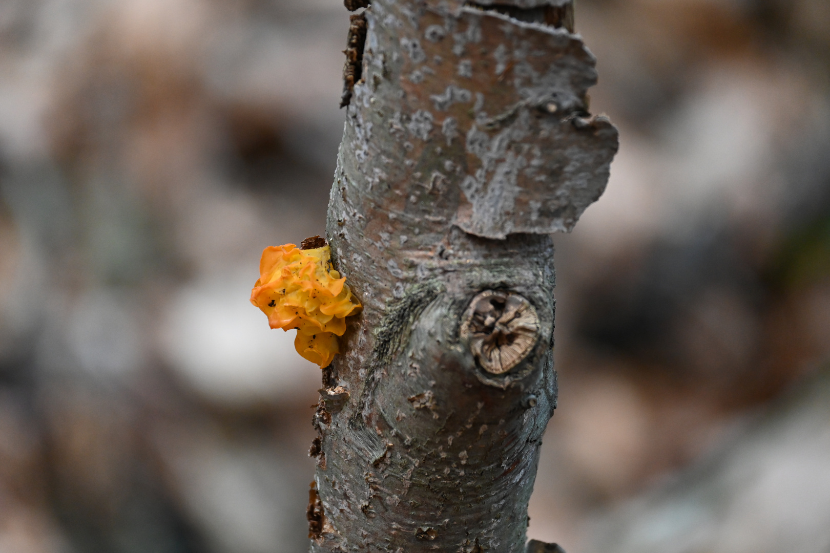 Farbe im Herbst