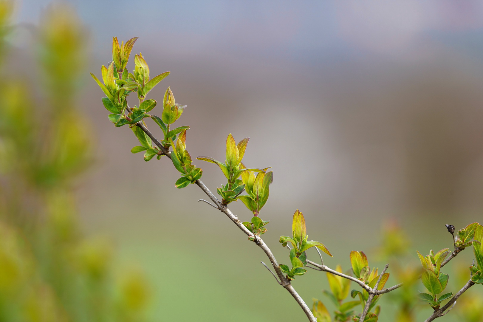 Farbe im Herzen