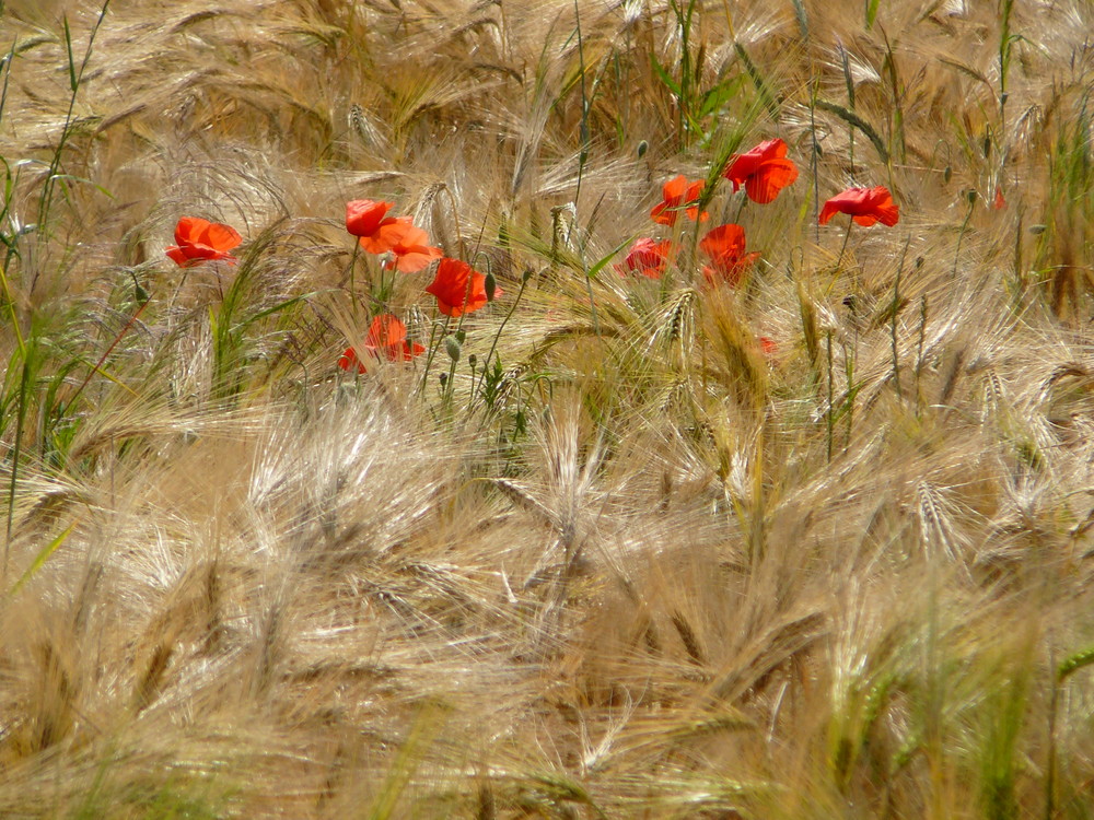 Farbe im Kornfeld (Dietesheim Juni 2007)