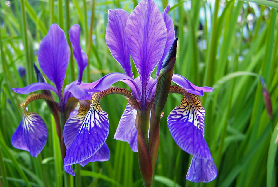 Farbe im Maigrün