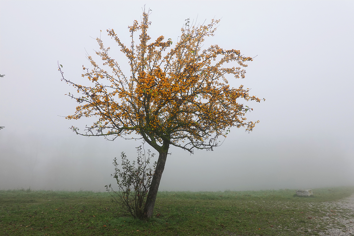 Farbe im Nebel 