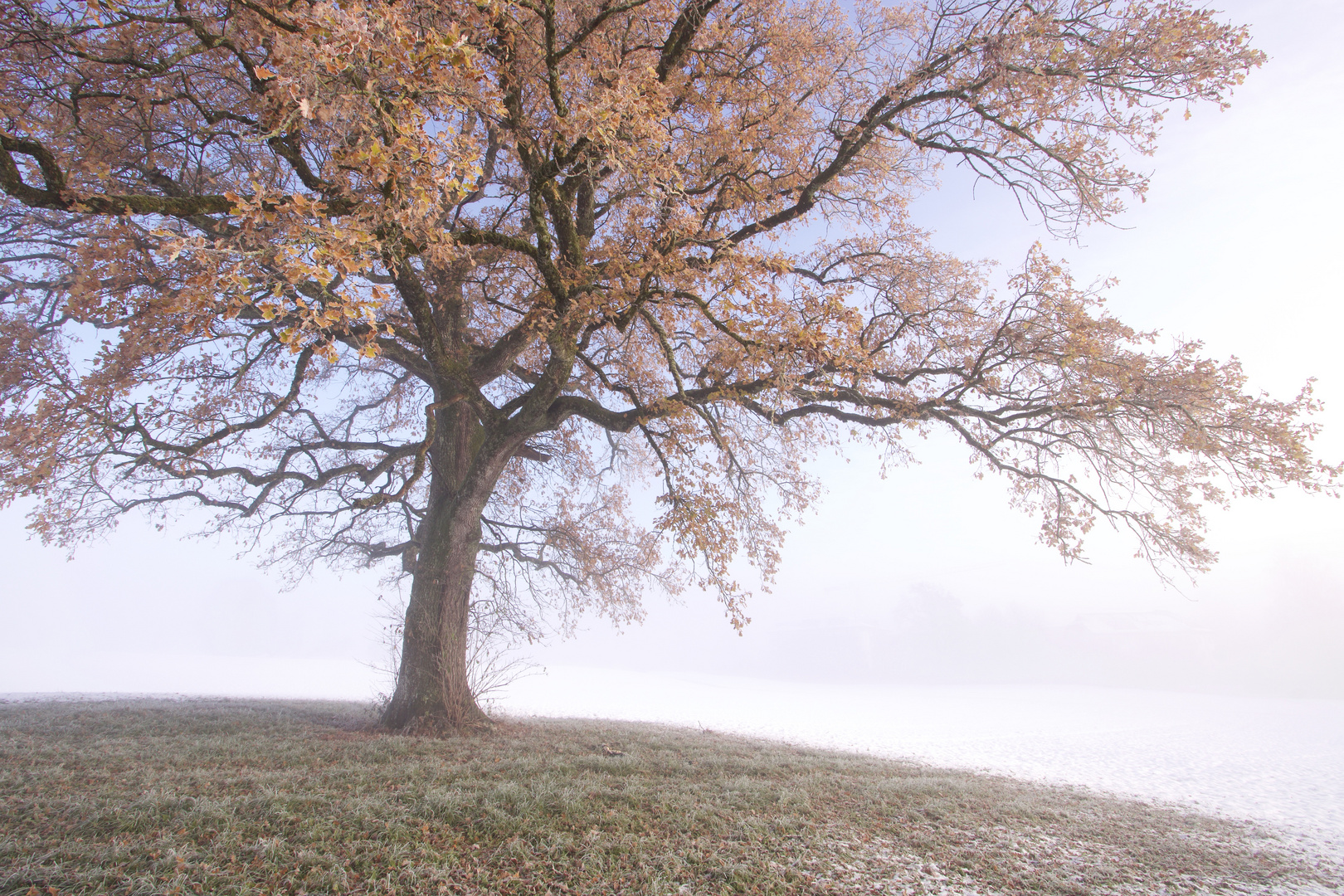 farbe im nebel