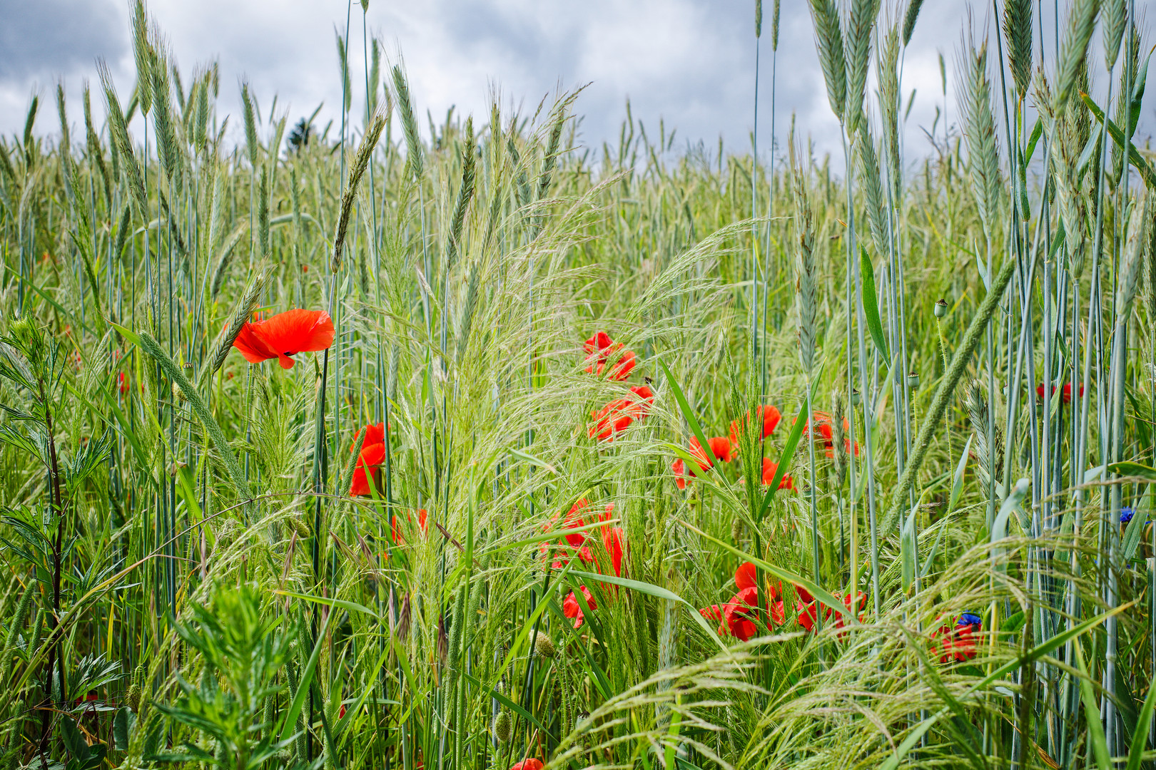 Farbe im Roggenfeld