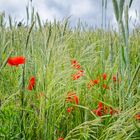 Farbe im Roggenfeld