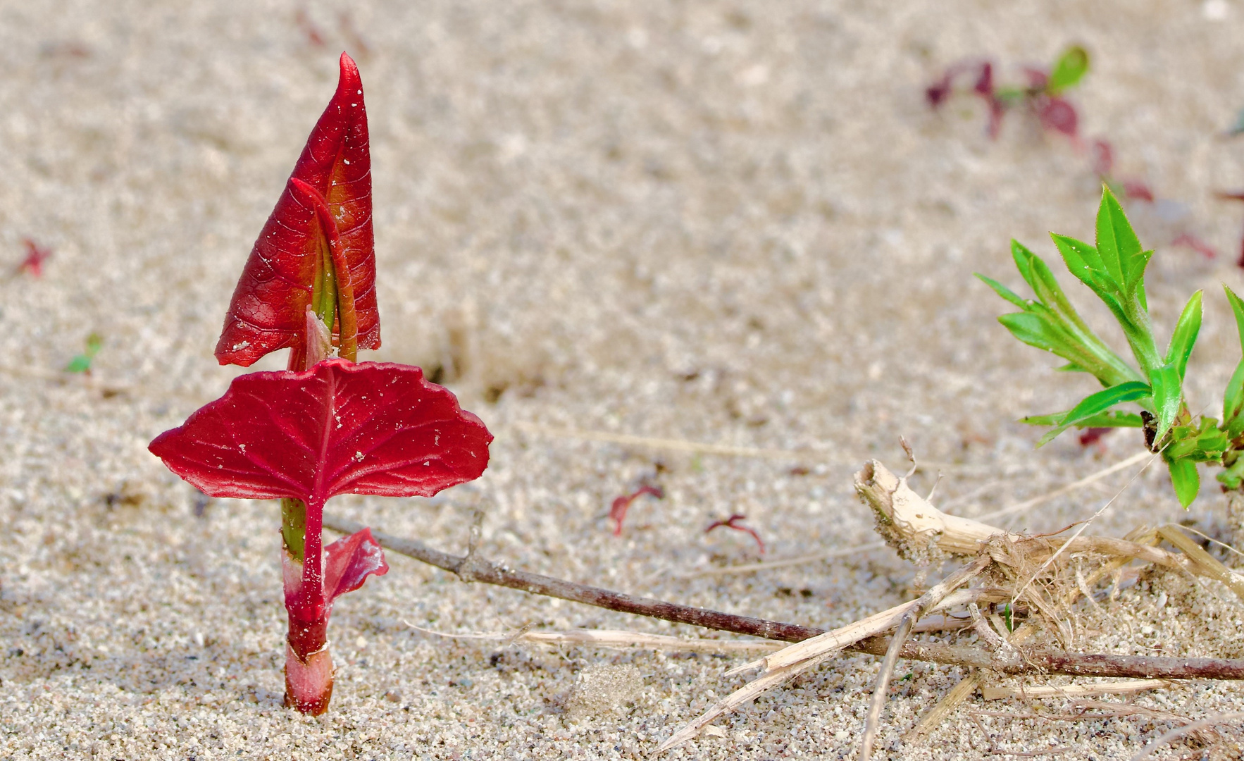 Farbe im Sand 