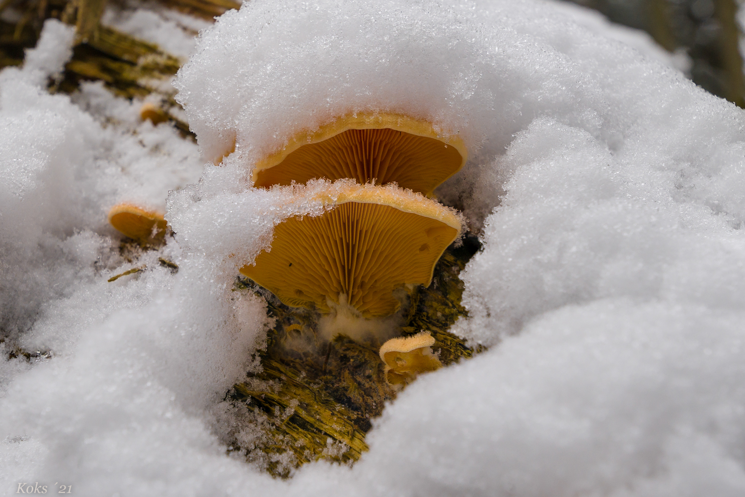 Farbe im Schnee