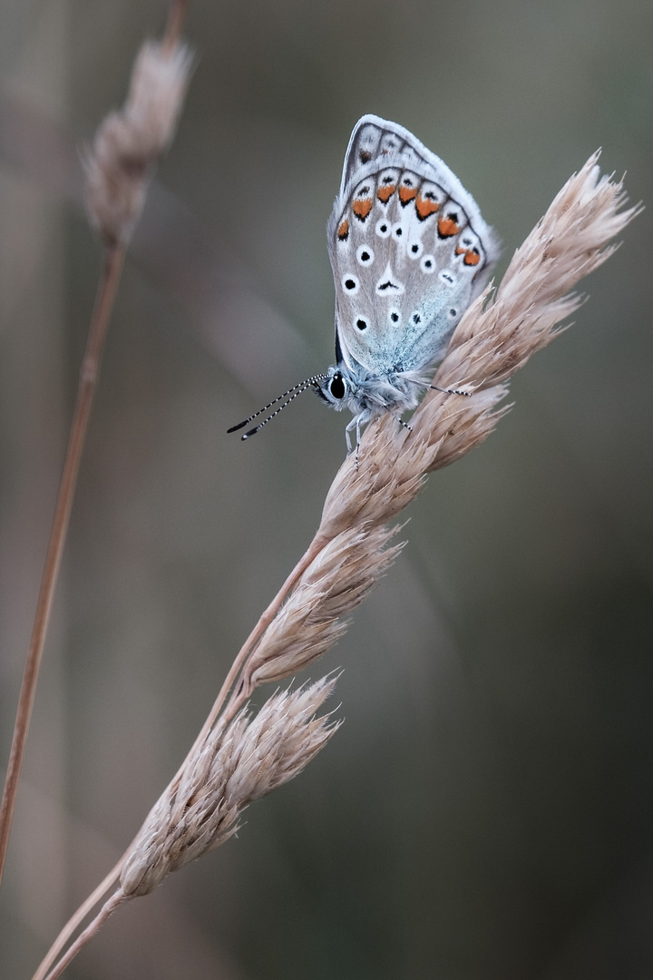 Farbe im vertrocknetten Gras 